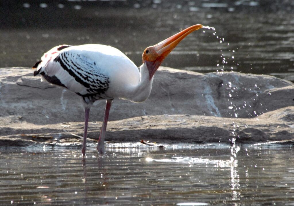 24802460 4667 4972 a91b 1e28f7e3177a