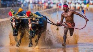 kambala