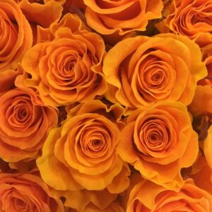 ಮಹಿಳಾ ಟಿ20 ಚಾಲೆಂಜ್ ಟೂರ್ನಿ ರದ್ದಿಗೆ ಬಿಸಿಸಿಐ ಚಿಂತನೆ 6 3