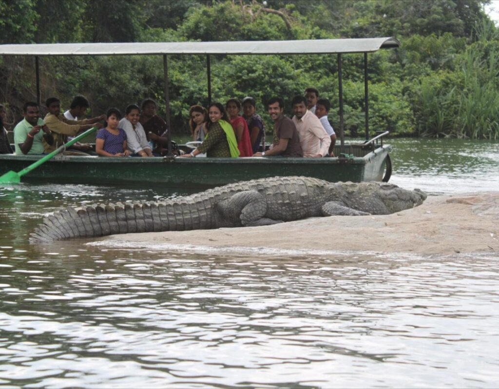 bird,tourist,boating