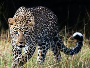 leopard , attack , farmer