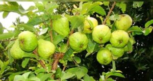 ಸೀಬೆಹಣ್ಣು (Guava Fruit)