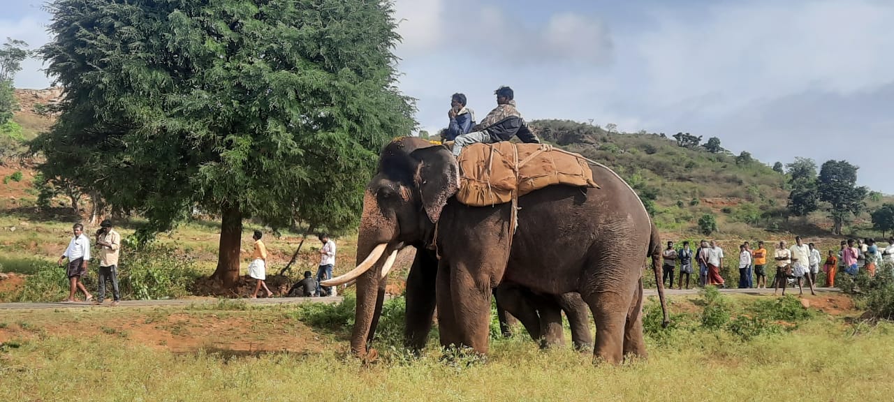 ಆನೆ ಸೆರೆಗೆ ಅರಣ್ಯ ಇಲಾಖೆ ಅಧಿಕಾರಿಗಳಿಂದ ಕಾರ್ಯಾಚರಣೆ ಆರಂಭ