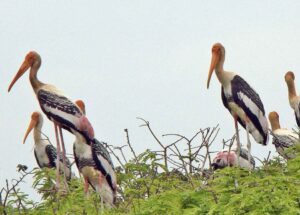 ಕೊಕ್ಕರೆ ಬೆಳ್ಳೂರು ಪಕ್ಷಿಧಾಮ ( Kokkare Belluru Bird Sanctuary )