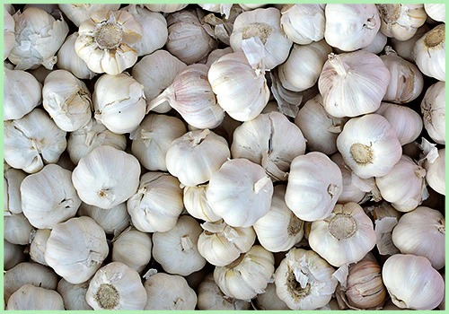 garlic